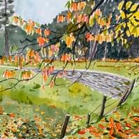 Cherry leaves falling