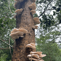 Oyster Mushrooms