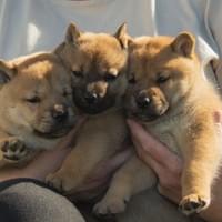 Casperi, Cirppu ja Casperiina 2022 