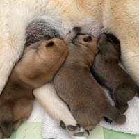 Hokkatuulen c-pentue 2022