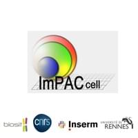 Cheffe de projet Web • Refonte du site internet de l’institut de recherche ImPACcell