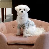 安心感をもたらす囲いのあるデザイン ペットのためのソファ ピ