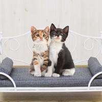 アイアンフレームでエレガントな雰囲気を 姫系ペットソファ