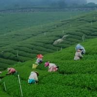 手工採茶，完整保留原香