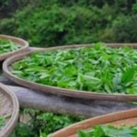 日光萎凋與室內萎凋