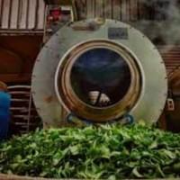 高溫炒菁，使發酵停在最洽點