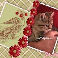 Kitten #2.