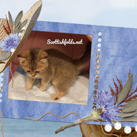 Kitten #1.