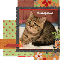 Kitten #2.