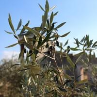 Knossos Palace from behind the olive trees