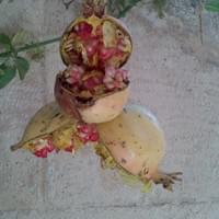 Pomegranate ready for your salad