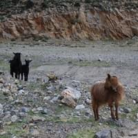 Wild goats in the mystical South 