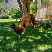 Local rooster is a friendly pet 