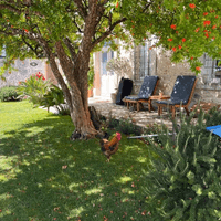 Pomegranate tree blossom garden