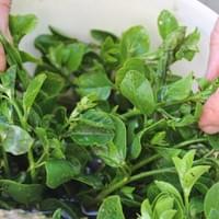 Foraging herbs for salad