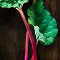 Early spring Rhubarb