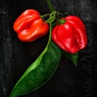 Scotch bonnet chili Pepper