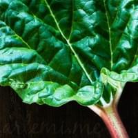 Rhubarb Leaf