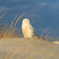 Snowy Owl