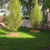 Plantation gros sujet