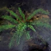 fern 36 x 48