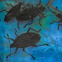 stink bugs 24 inches length