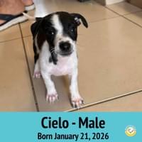 Cielo