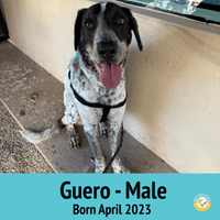 Guero