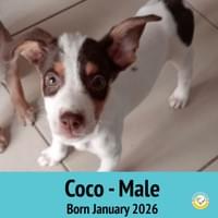 Coco