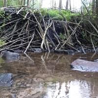 Visiter les sites castors en Ardennes