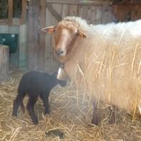 Agnelage à la bergerie de la chambre d'hôtes