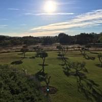 The olive grove on the property