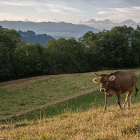 Kühe, Rinder und Kälber