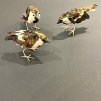 Sparrows