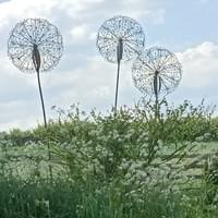 Allium Click for full image