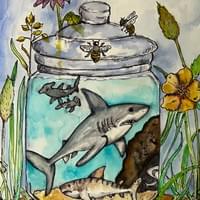 Shark Jar