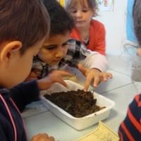 Observation des vers composteurs