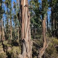 Eucalyptus Stand-SP