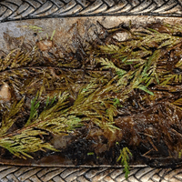 Artist Dinner, EoD-BC