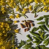 #10 blossoms, tips & cones-BC