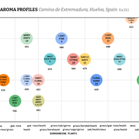 #13,13.1 Lavender Study-SP