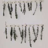 #13 Lavender Study-SP