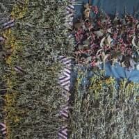 Ruda & Wild Raspberry-COL