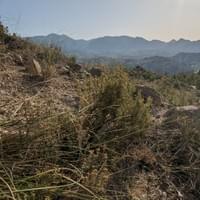 #4 Wild Mountain Herbs-SP