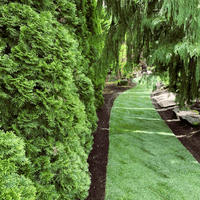 Side Yard Transformation