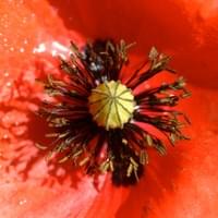 Klatschmohn 4