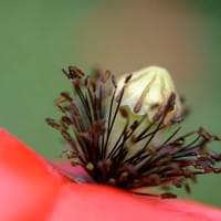 Klatschmohn 5