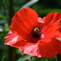 Klatschmohn 2