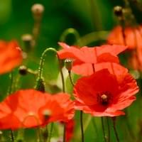 Klatschmohn 1