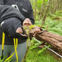 Fungal fruiting body survey in Scotland (photo: S. Ziogelyte)